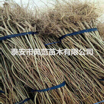 大紅袍石榴苗基地大紅袍石榴苗批發(fā)
