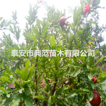 突尼斯軟籽石榴苗基地突尼斯軟籽石榴苗批發(fā)