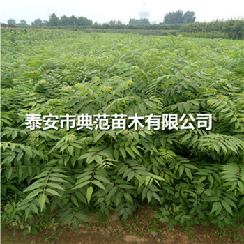 紅香椿樹苗價(jià)格大棚香椿樹苗