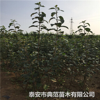 梨樹(shù)苗幾年結(jié)果梨樹(shù)幾年結(jié)果
