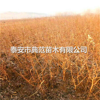 工程綠化杏樹苗3公分4公分5公分杏樹基地