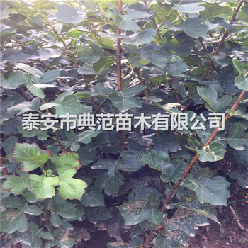 山楂树苗批发山楂树苗供应批发