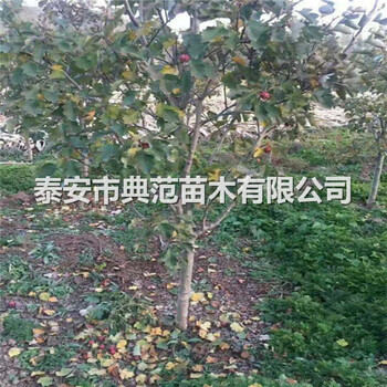 山楂树苗价格山东山楂树苗基地