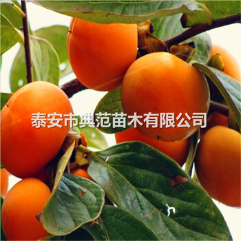 富有甜柿子樹苗價格山東富有甜柿子樹苗基地