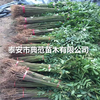 大棚香椿树苗多少钱一棵大棚香椿树苗品种介绍