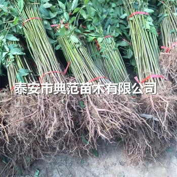 紅香椿苗價(jià)格山東紅香椿苗基地