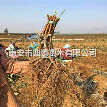 陽光玫瑰葡萄苗價格山東陽光玫瑰葡萄苗價格