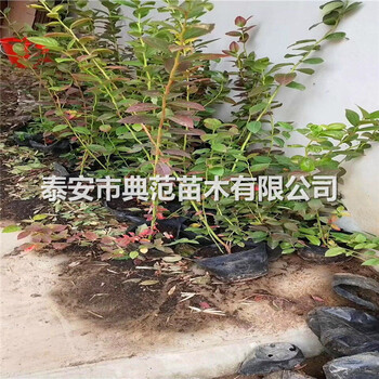 藍(lán)莓苗多少錢一棵藍(lán)莓苗品種介紹