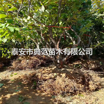 藍金藍莓苗價格山東藍金藍莓苗基地