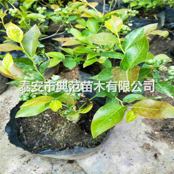 山東藍(lán)莓苗多少錢一棵山東藍(lán)莓苗品種介紹