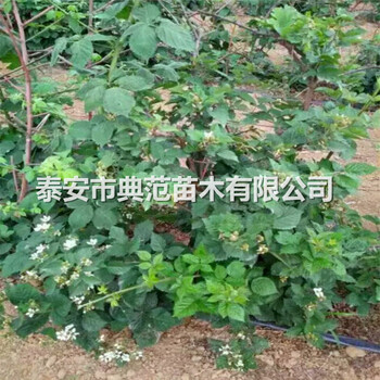 黑树莓苗价格山东黑树莓苗基地