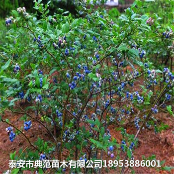 5年生蓝丰蓝莓苗批发价格蓝丰蓝莓苗种植技术