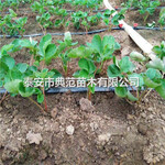 京藏香草莓苗价格京藏香草莓苗多少钱一棵
