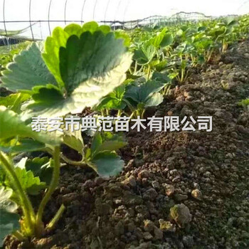 明宝草莓苗价格明宝草莓苗多少钱一棵