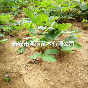 宁丰草莓苗价格山东宁丰草莓苗基地