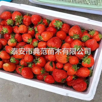 章姬草莓苗、章姬草莓苗价格
