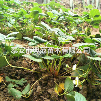 山东隋珠草莓苗多少钱一棵泰安隋珠草莓苗基地