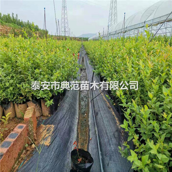 追雪藍(lán)莓苗多少錢一棵、追雪藍(lán)莓苗品種介紹