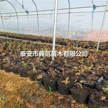 萊克西藍(lán)莓苗價(jià)格萊克西藍(lán)莓苗基地批發(fā)