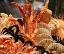 印尼冷冻带鱼鱿鱼进口报关代理公司图片