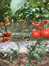 山东莘县九月以色列大红西红柿硬果番茄大量上市产地直销量大从优