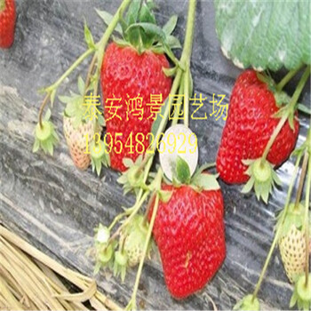 京御香草莓苗供应基地1-3年草莓树采购