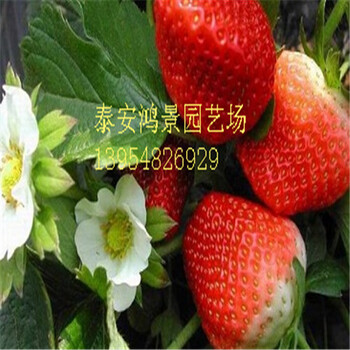 佐贺清香草莓苗供应基地女峰草莓苗厂家