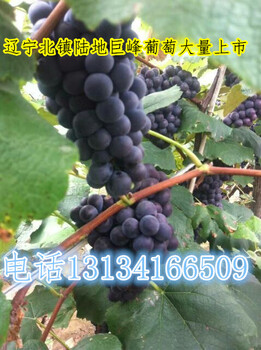 大量出售辽宁省北镇市大棚140葡萄价格低