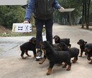 贵州盘县哪卖罗威纳犬？3个月的罗威纳犬多少钱？怎么训练罗威纳？