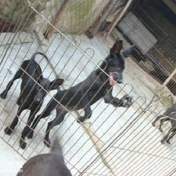 贵州钟山区魔界黑狼犬养殖场黑狼犬幼犬多少钱
