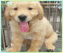北京种犬养殖场金毛犬幼犬低价促销保障健康全国包邮