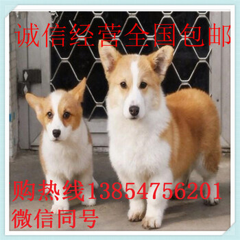 北京种犬养殖场柯基犬幼犬多少钱