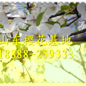 泰安櫻花龍柱碧桃菊花碧桃價格紅葉碧桃基地