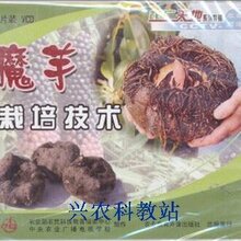 魔芋种植技术大全视频教程魔芋种子哪里有四川魔芋种植与管理加工视频图片