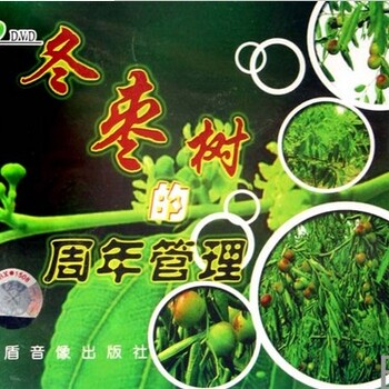 红枣树种植技术大全视频大枣管理技术教程冬枣栽培技术视频