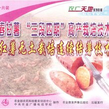 地瓜种植技术视频教程大全番薯山芋育苗栽培甘薯红薯种植技术视频资料图片