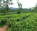 原始天然茶花蜜_山茶花蜜，味道鲜美图片