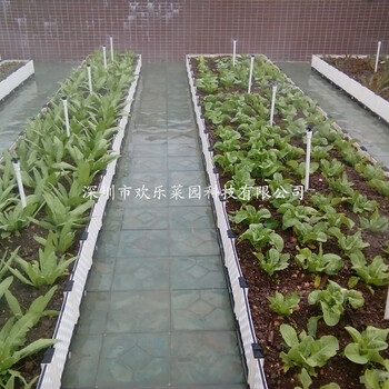 屋頂有機(jī)蔬菜種植、樓頂綠化建造