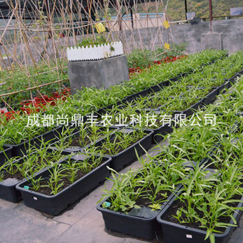 房頂種菜菜園設計-房頂種菜設備零售-四川成都尚鼎豐農業(yè)公司