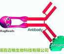 HA抗体磁珠