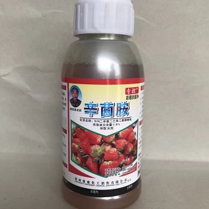 草莓苗期炭疽病烂根根腐病好农药防治草莓炭疽病特效药