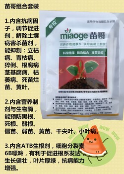 草莓苗葉片發(fā)黑生根慢好農(nóng)藥草莓定植后生長(zhǎng)緩慢、不生新根好產(chǎn)品