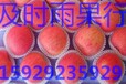纸袋红富士苹果价格/陕西红富士苹果基地/红富士苹果批发行情