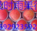 陕西冷库80以上膜袋红富士苹价格，箱装80以上红富士苹果批发行情