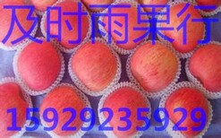 红富士苹果批发行情/水晶红富士苹果价格/纸袋红富士苹果产地图片5