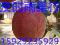 红富士苹果批发行情/水晶红富士苹果价格/纸袋红富士苹果产地图片2