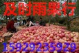 2017年陕西膜袋红富士苹果产地批发多少钱一斤