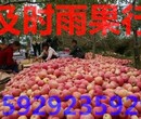 纸袋红富士苹果价格/水晶红富士苹果价格/高原红富士苹果产地批发行情图片