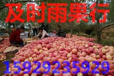 陕西冷库80以上膜袋红富士苹价格，箱装80以上红富士苹果批发行情图片4