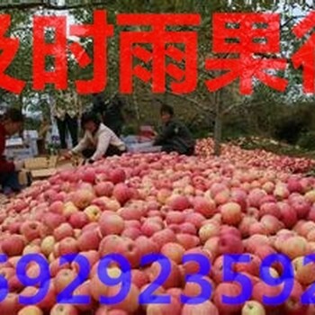 2017年陕西膜袋红富士苹果产地批发多少钱一斤